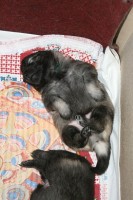 /album/fotogalerie-ambi-alias-zeleny/nemecky-vlci-spic-zeleny-863-jpg/